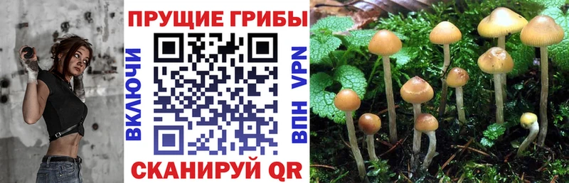 KRAKEN зеркало  Кимовск  Галлюциногенные грибы Cubensis  даркнет сайт 